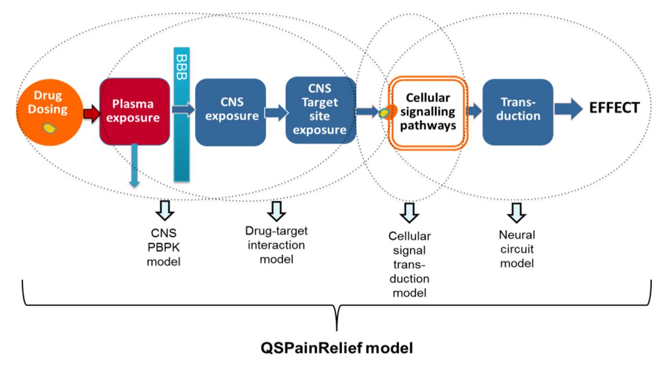 QSPainrelief model